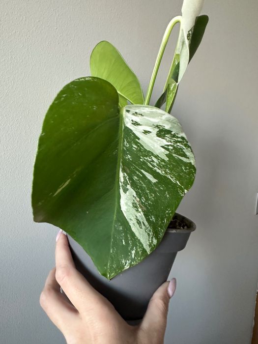 Monstera Variegata