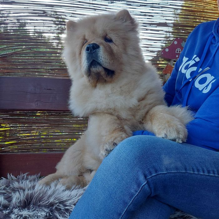 Piękny chłopczyk chow-chow FCI