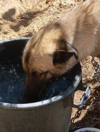 Cadelinha muito fofa para adoção