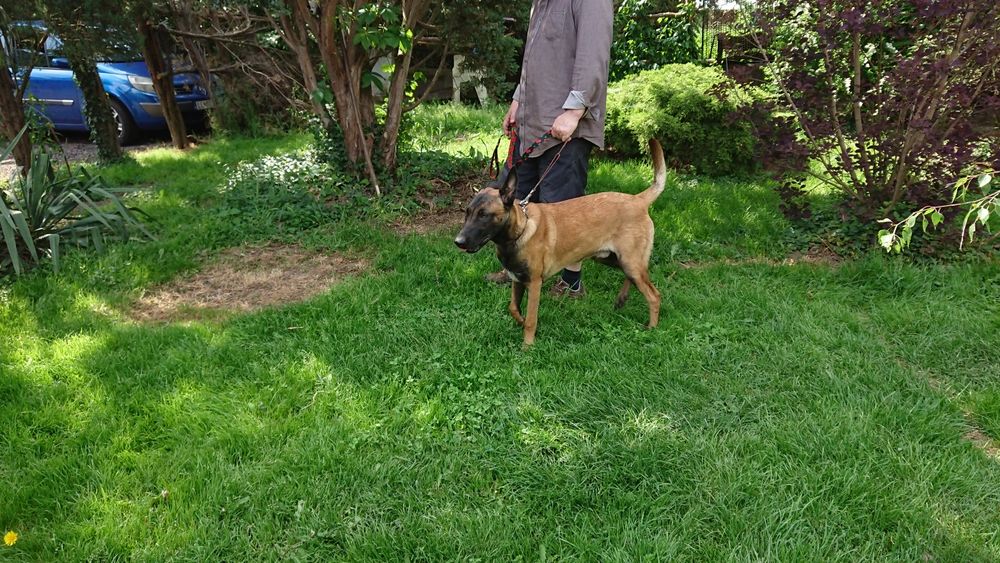 Owczarek Belgijski agresja atak obronaa