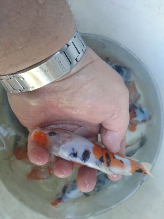 Jesiotr siewruga koi złoty lin  amur szczupak