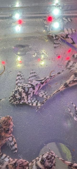 Hypancistrus L236 Super White 3-10cm