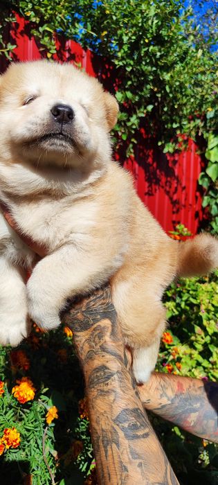 Красивые как солнышко мальчики