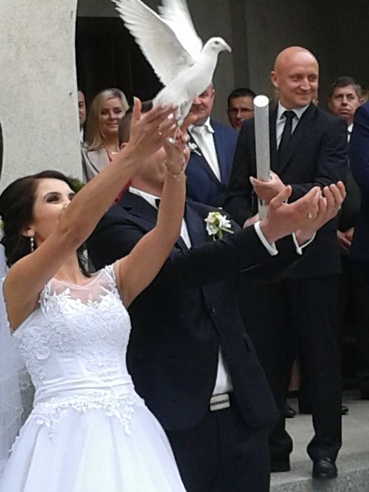 Białe gołębie na ślub 12 szt. Bielsko-Biała