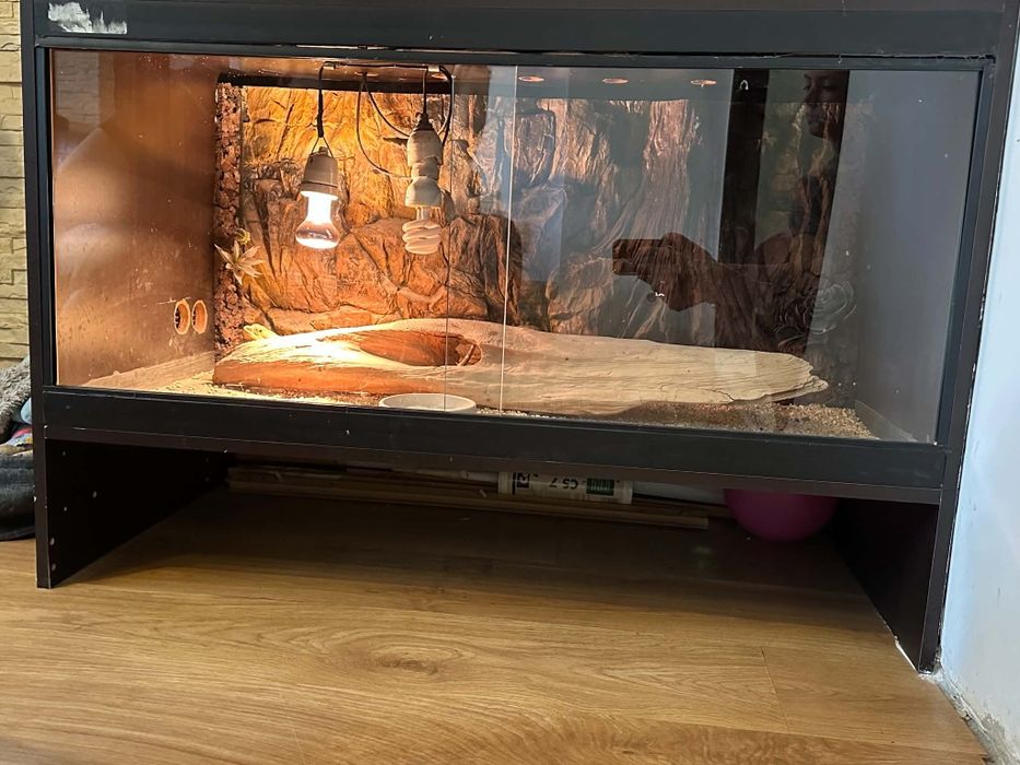 Agama brodata z terrarium 100x50x50
