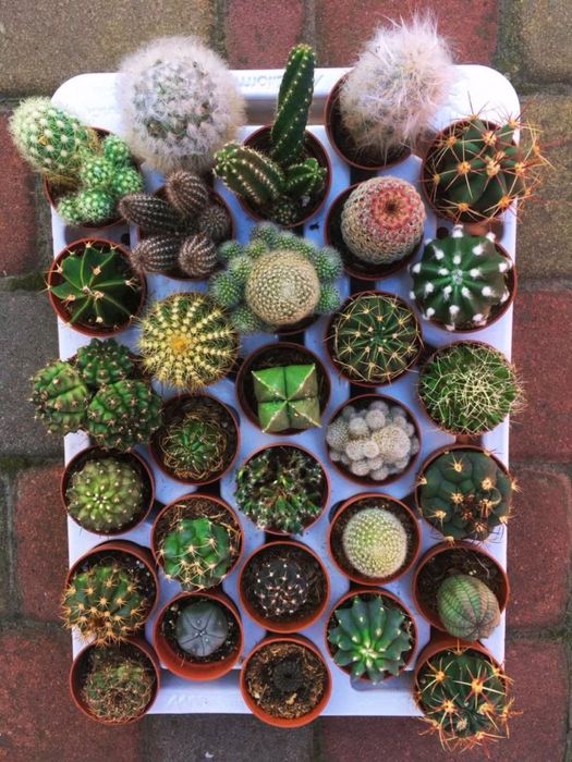 Кактуси сукуленти грунт  найбільший вибір в Україні