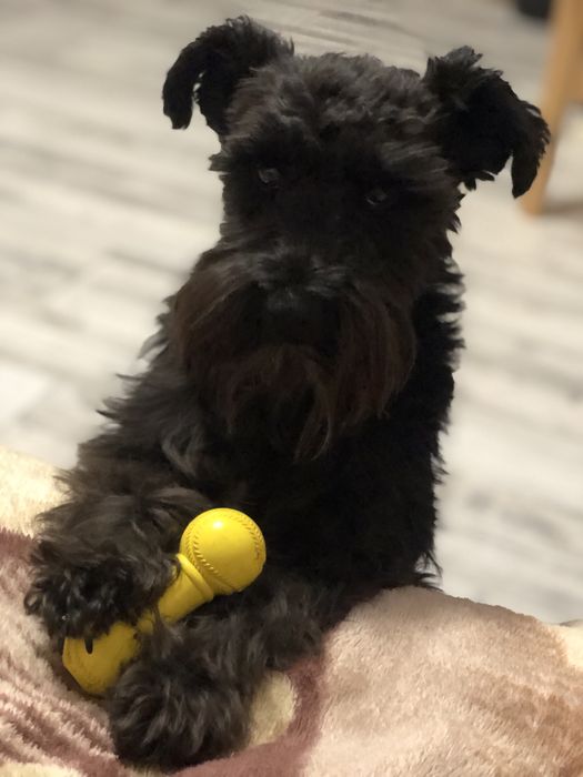 Цвергшнауцер шукаєм хлопця))