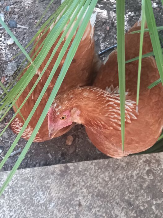 Ovos Galados de Galinhas Poedeiras