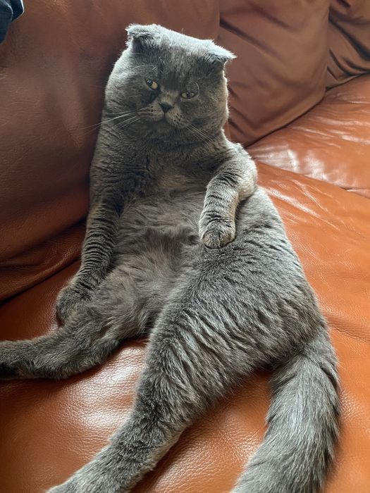 Вʼязка шотландського висловухого котика