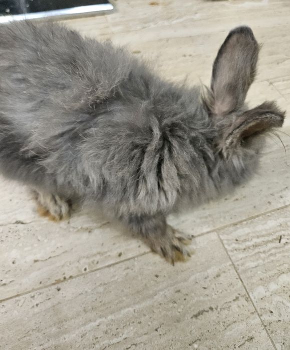 Coelha cabeça de leão