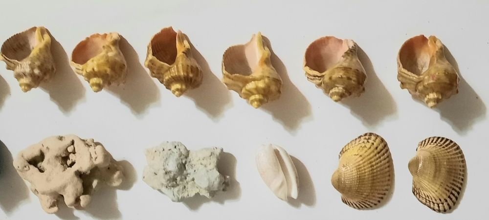 Ракушки. Рапаны. Мушлі. Набор