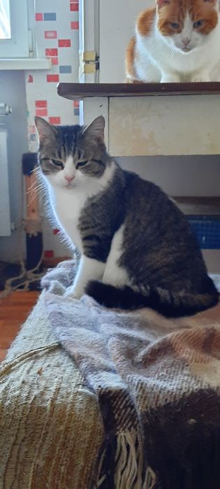 Стерилизованые котики и кошечки ищт семью