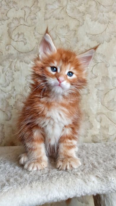 Мейн кун Мальчики в дикий  окрас и рыжий, есть кошечка и котики