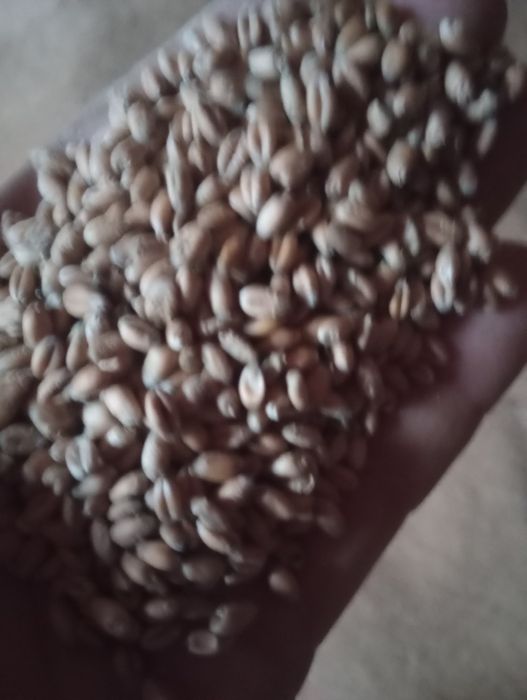 Pszenica jara rok po centrali