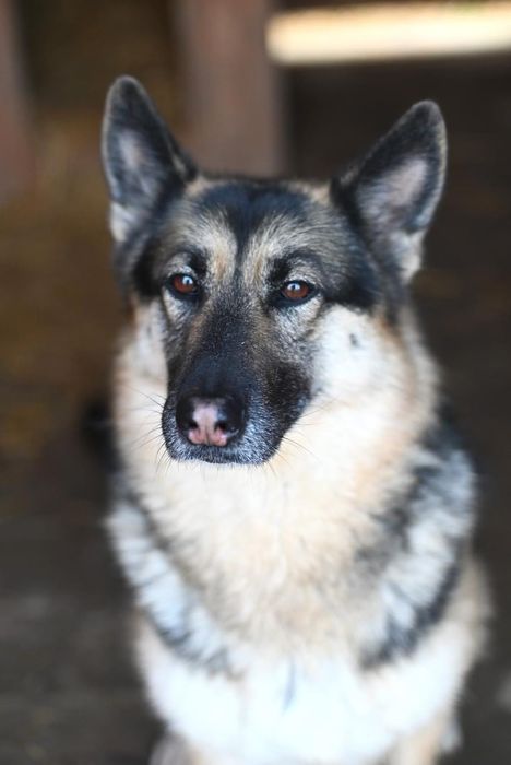 Kloe mądra, oddana indywidualistka