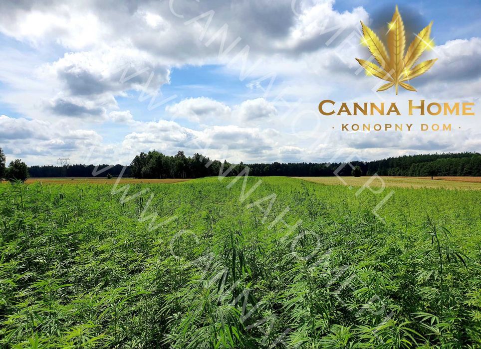 Cannabis Sativa HASZYSZ 10g CBD 9% hashish hasz hash Full spectrum