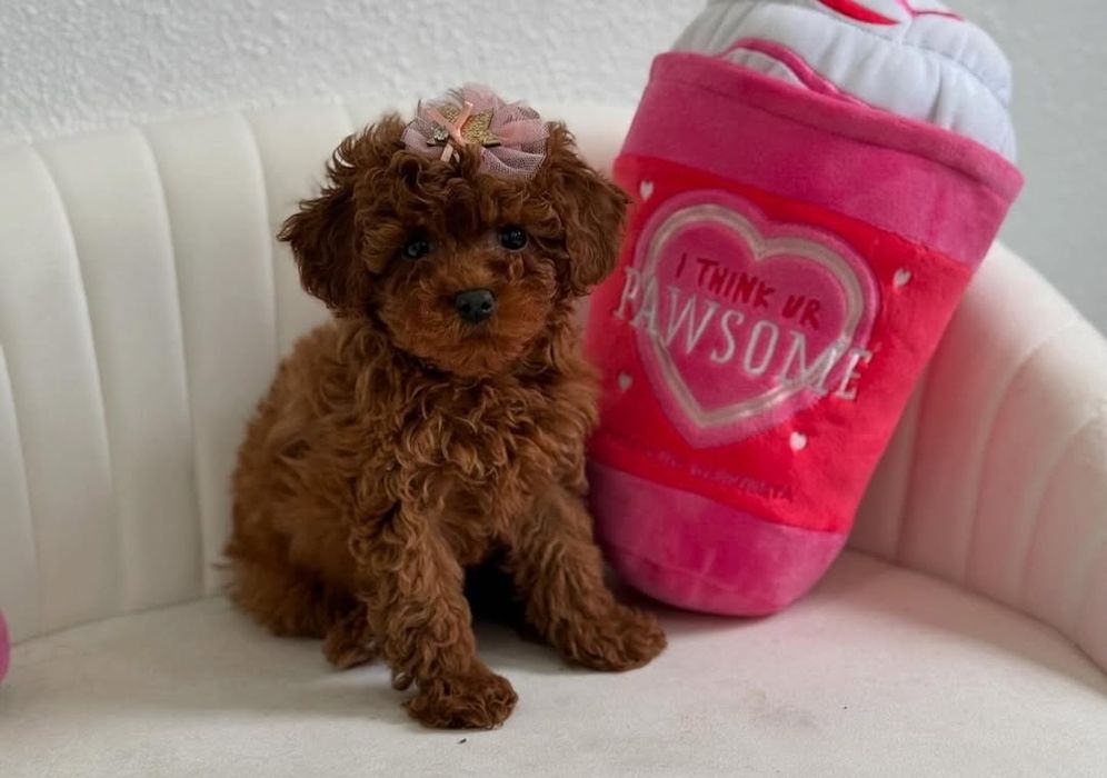 Малишка той пудель " Ред браун