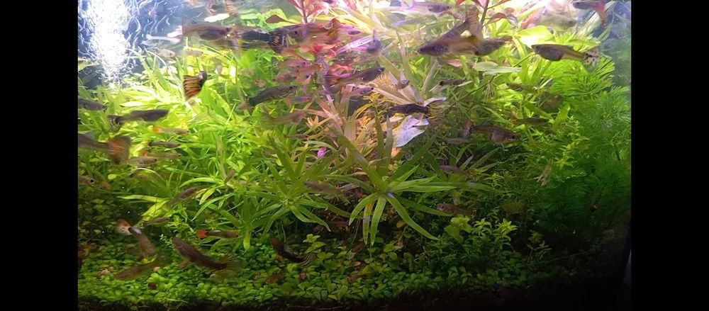 Roślinki do oczka wodnego