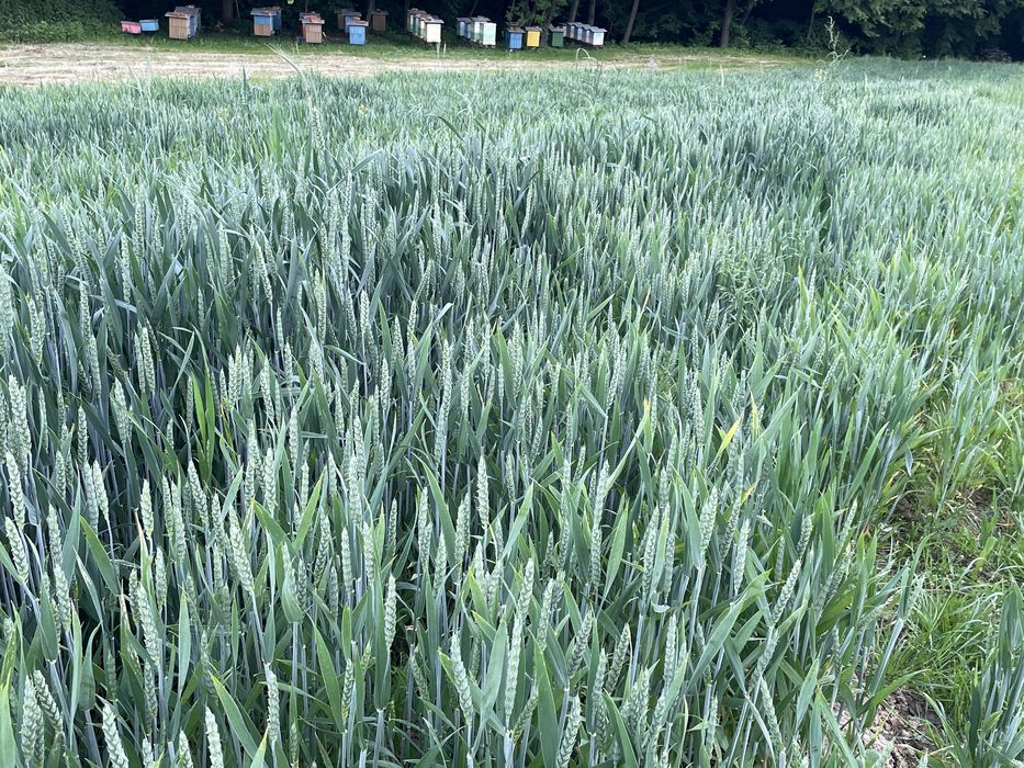 Pszenica z wlasnej uprawy