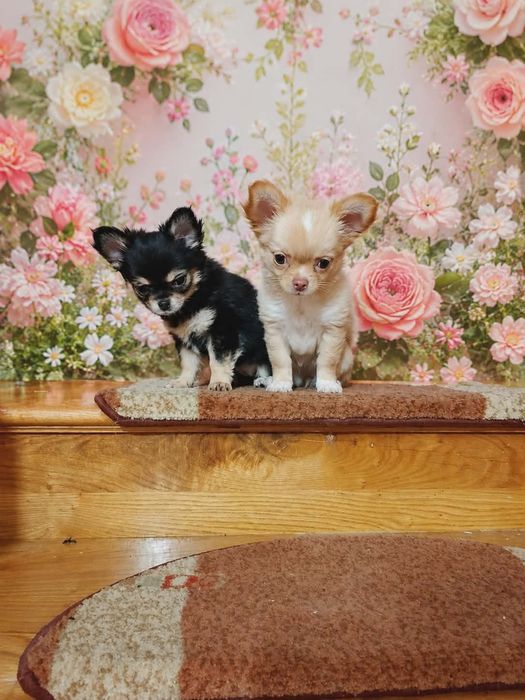 Chihuahua długowłosa - czarna ze znaczeniami