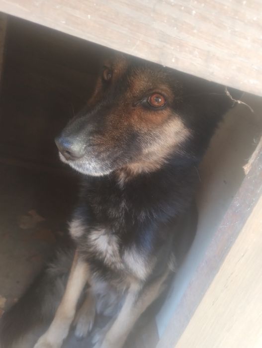 Овчарка  средняя