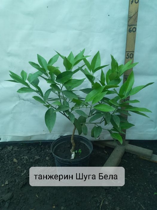 Солодкий цитрус Полтава