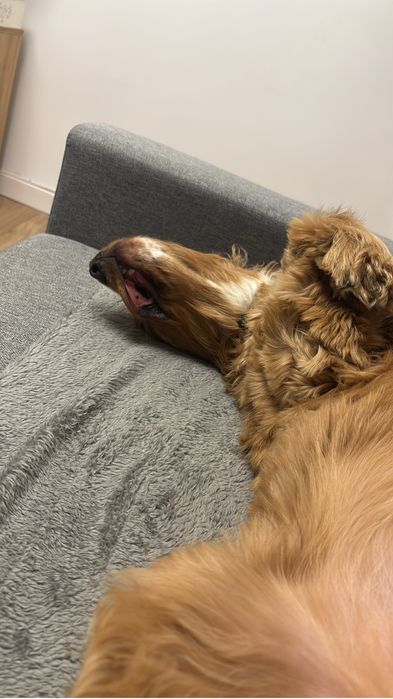 Domowa opieka nad psem. Hotel domowy dla psa