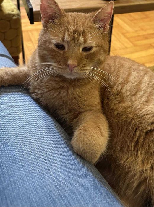do adopcji:  rudy Radzio