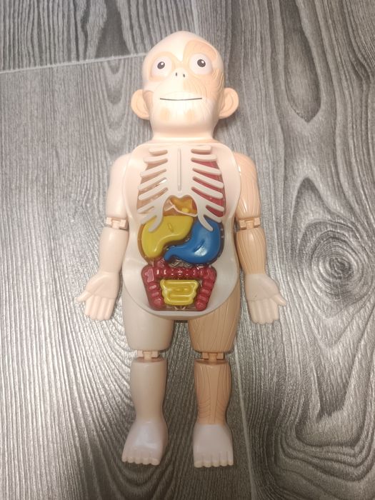 Модель скелета человека