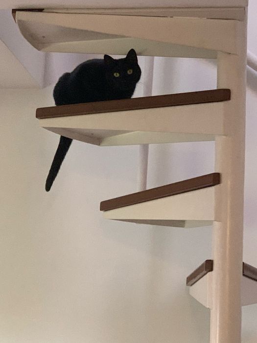 Gata perdida boavista/cedofeita