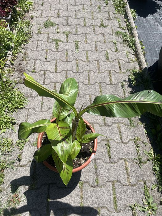 Musa sikkimensis 'Red Tiger'cala donica