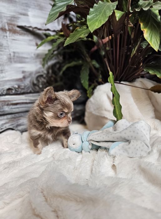 Chihuahua Zarezerwowany