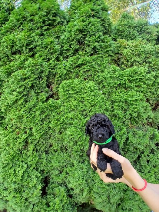 Pudel toy/ miniatura chłopczyk