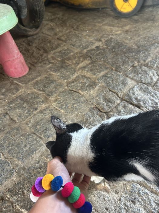 Gatinha para adoção responsável