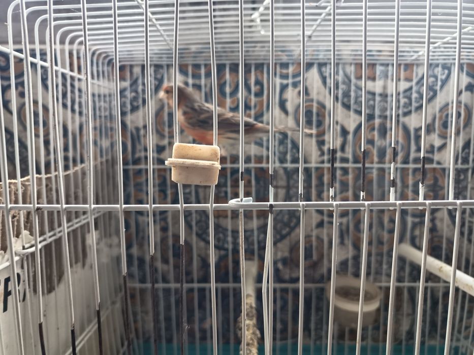 Canários filhos de Campeões , Mestiços de pintassilgo