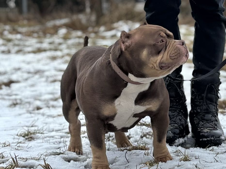 Suczka American Bully Pocket