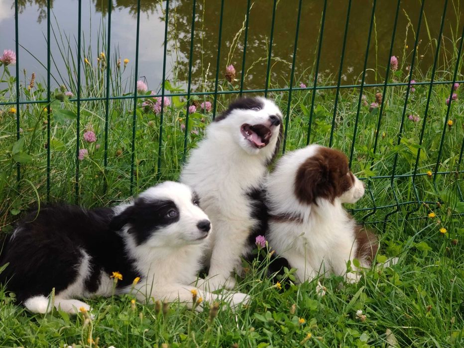Szczeniak Suczka Border Collie