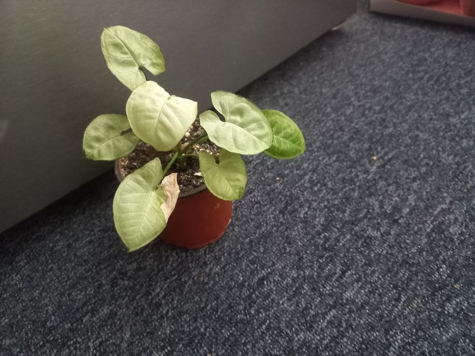 Сингониум Сильвер Перл