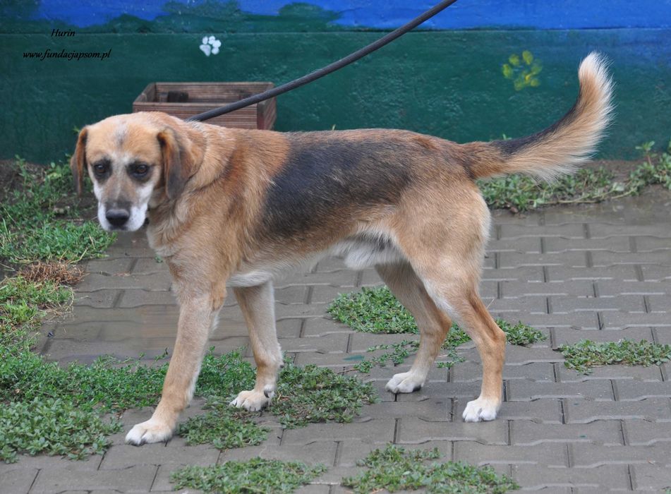 Hurin szuka właściciela