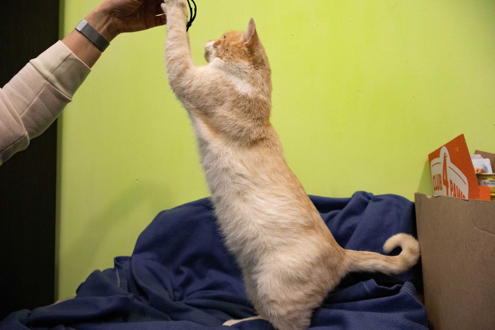 Котик молоди, кіт рудий