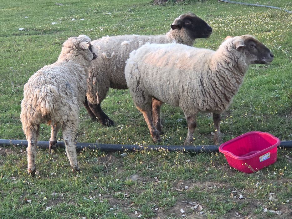 Ovelhas Merino e cara preta