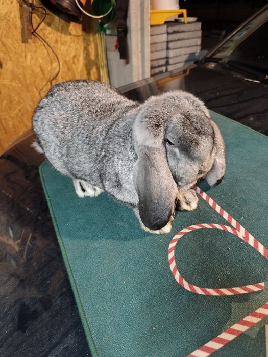 Samczyk Baran Francuski Szynszyl.