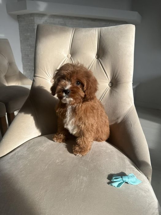 Cudowny chlopiec Cavapoo