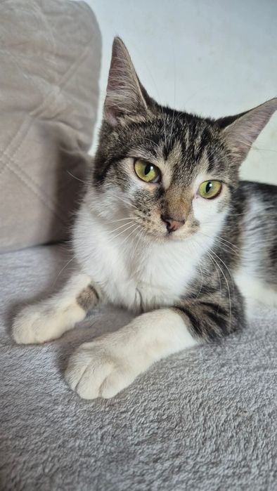 Kokoska do adopcji