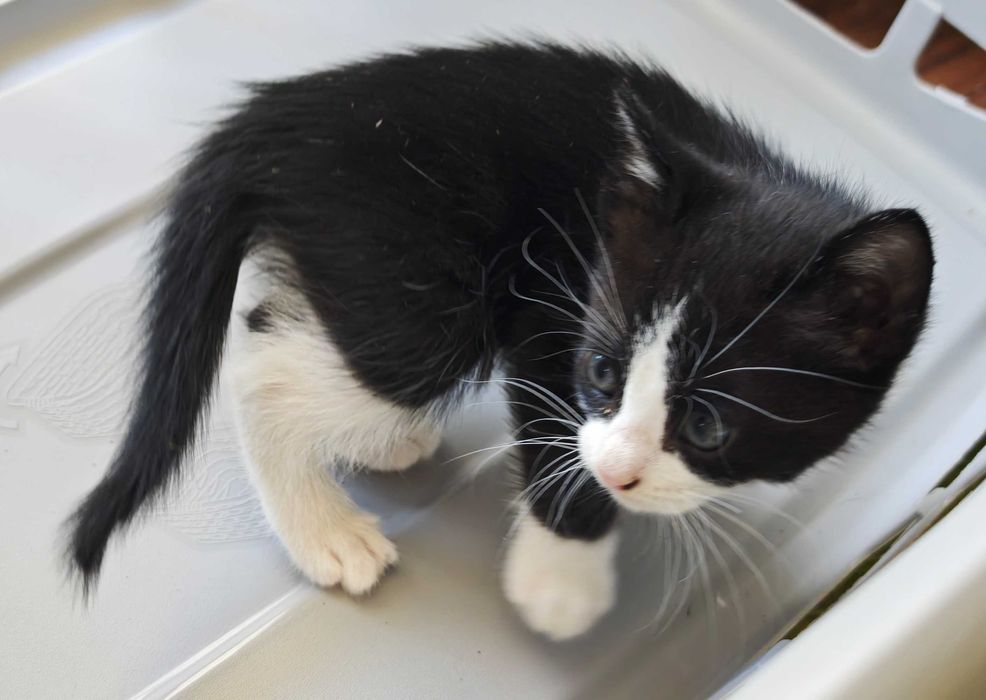 Gatinho (macho) para adoção