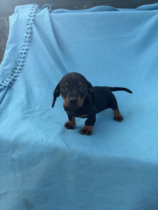 Teckel femea miniatura