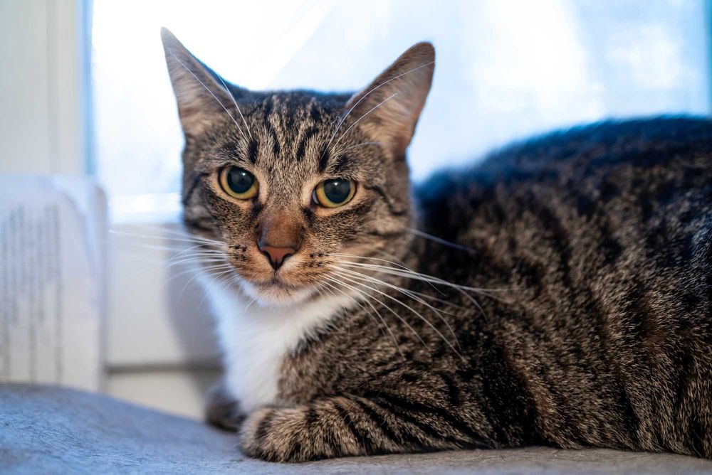 Foczka - młodziutka koteczka szuka domu