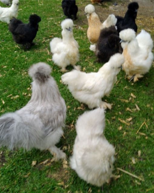 Jaja lęgowe silki jajka silka jedwabista USA lokowana satynowa