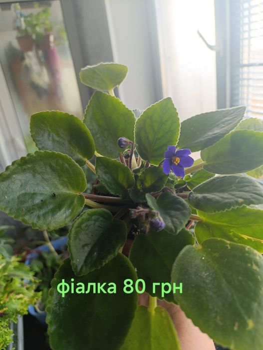 Кімнатні рослини