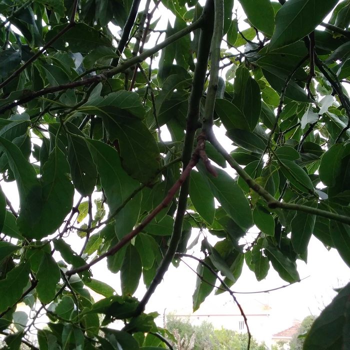 Vendo abacates   da arvore